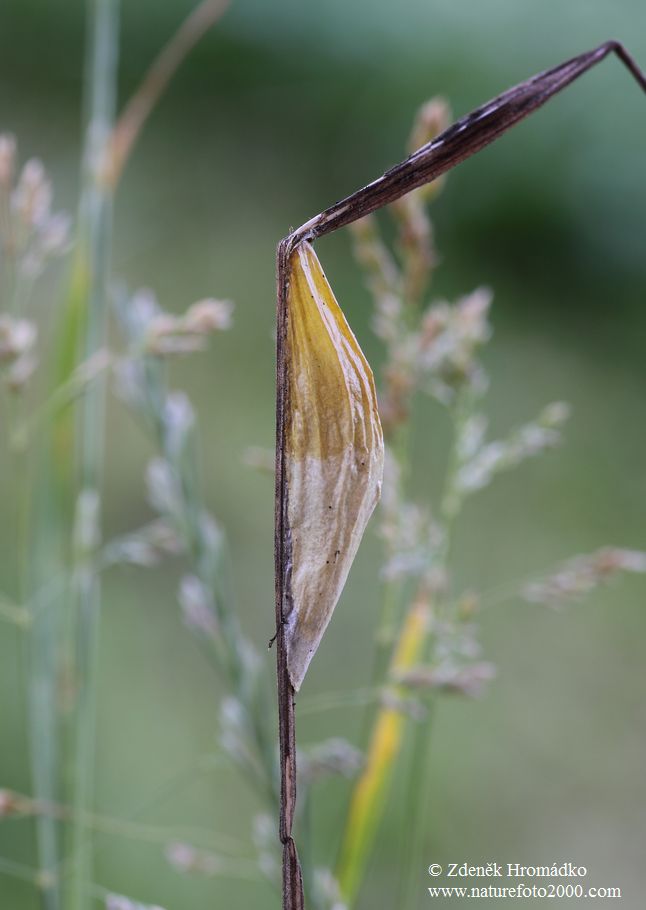 vřetenuška obecná, Zygaena filipendulae (Motýli, Lepidoptera)